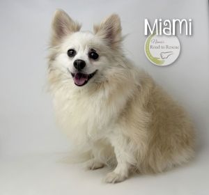 Miami, Adult Female Pomeranian