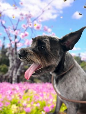 Sebastian, Adult Male Schnauzer