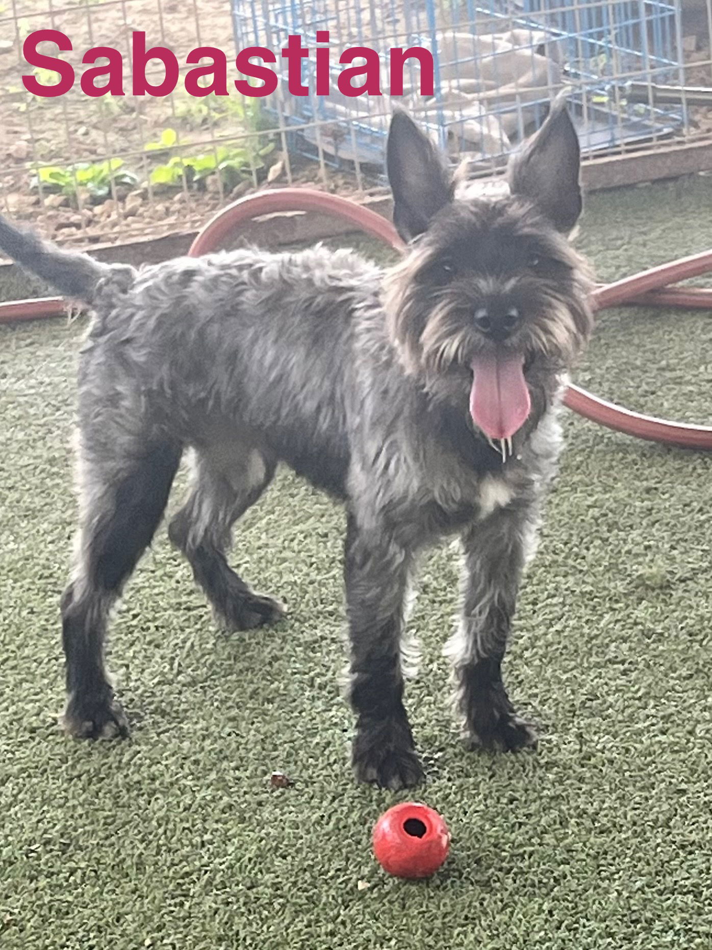 Sebastian, an adoptable Schnauzer in Pipe Creek, TX, 78063 | Photo Image 1