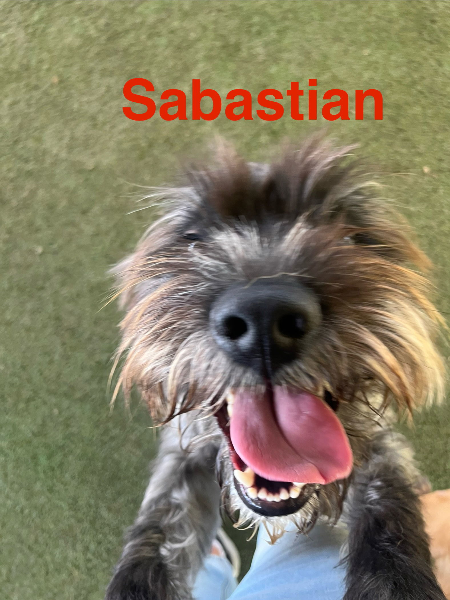 Sebastian, an adoptable Schnauzer in Pipe Creek, TX, 78063 | Photo Image 2