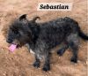 Sebastian photo 3