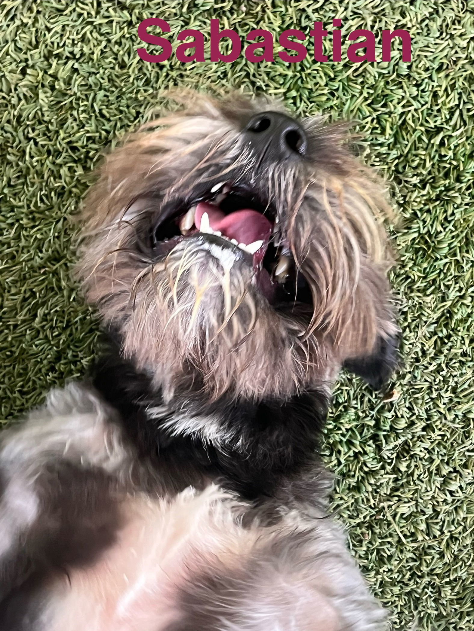 Sebastian, an adoptable Schnauzer in Pipe Creek, TX, 78063 | Photo Image 3