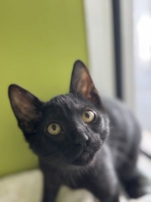 Hello there Im Bingo Life here in the shelter is nice but I dream of a home where I can