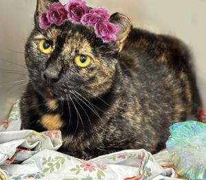 Maxine, Adult Female unknown