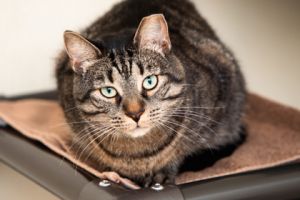 Kitty, Adult Female Domestic Short Hair
