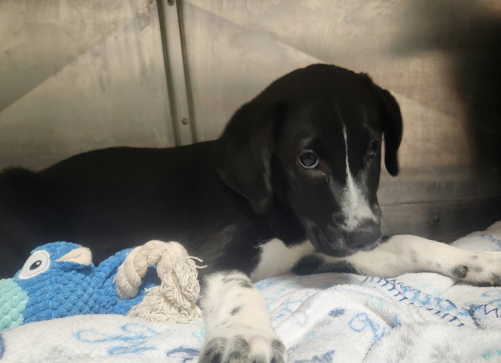Mentos-Adoptable Awaiting S/N