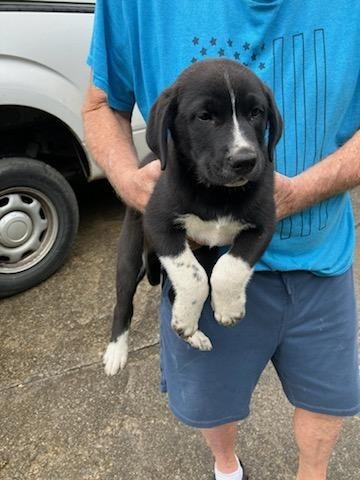 Mentos-Adoptable Awaiting S/N