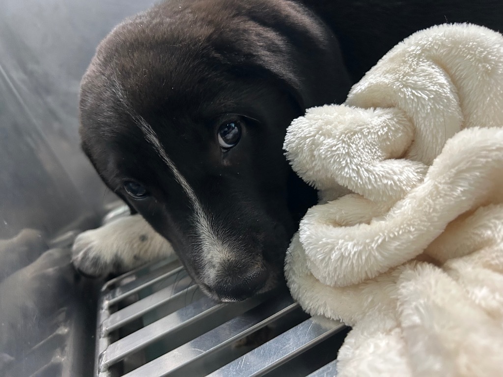 Mentos-Adoptable Awaiting S/N