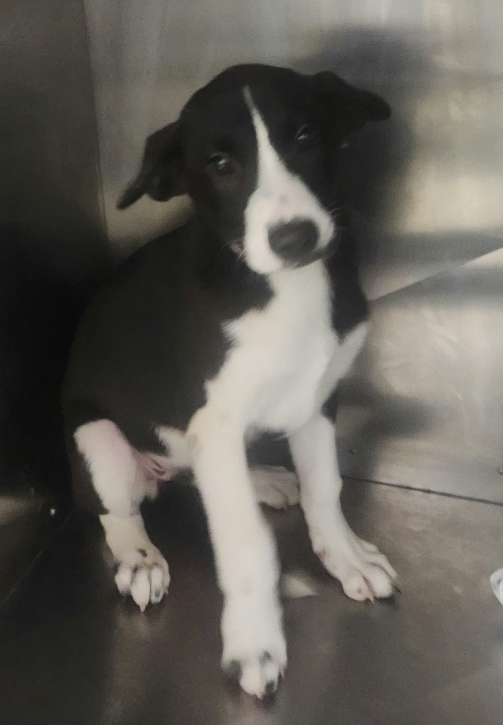 Gamer-Adoptable Awaiting S/N