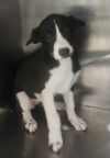 Gamer-Adoptable Awaiting S/N photo 1