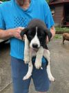 Gamer-Adoptable Awaiting S/N photo 2