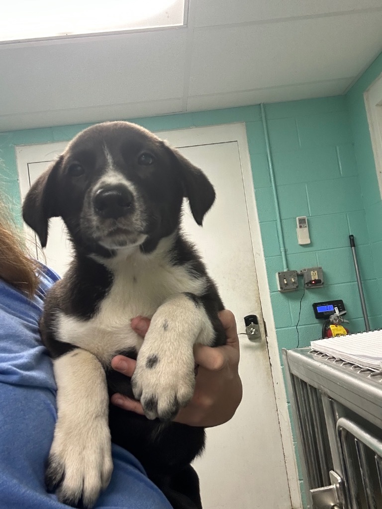 Ghost-Adoptable Awaiting S/N