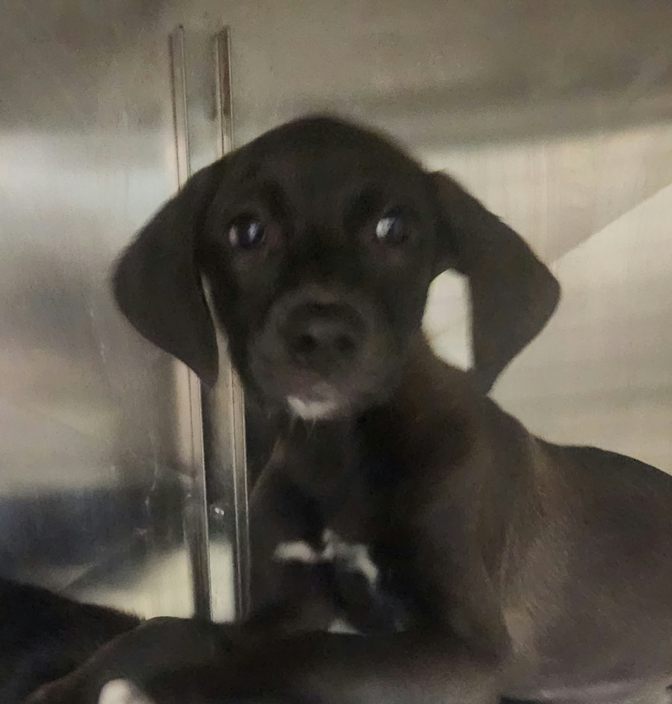 Vantage-Adoptable