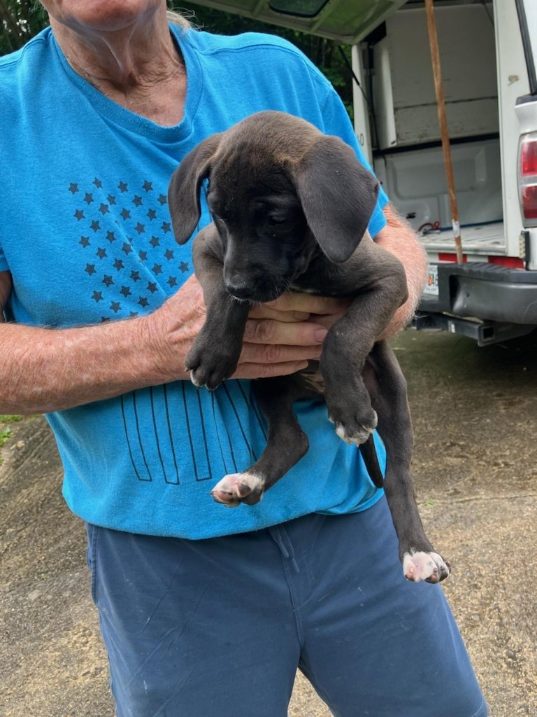 Vantage-Adoptable