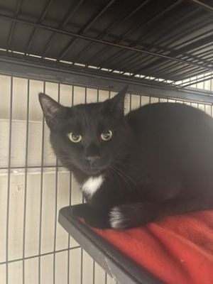 George, Baby Male Domestic Short Hair