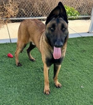 Fenwick, Adult Male Belgian Shepherd / Malinois