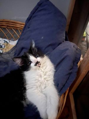 Primary Color Tuxedo Secondary Color Smoke Weight 7875lbs Age 0yrs 0mths 12wks Animal has been 