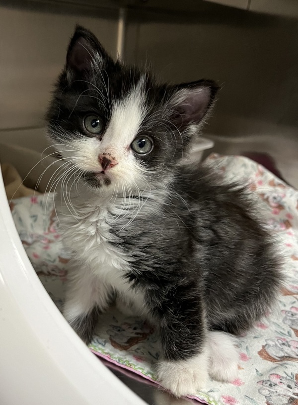 Samoa, an adoptable Domestic Medium Hair in Spokane Valley, WA, 99212 | Photo Image 2