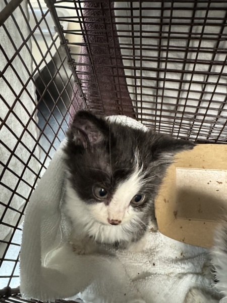 Samoa, an adoptable Domestic Medium Hair in Spokane Valley, WA, 99212 | Photo Image 3