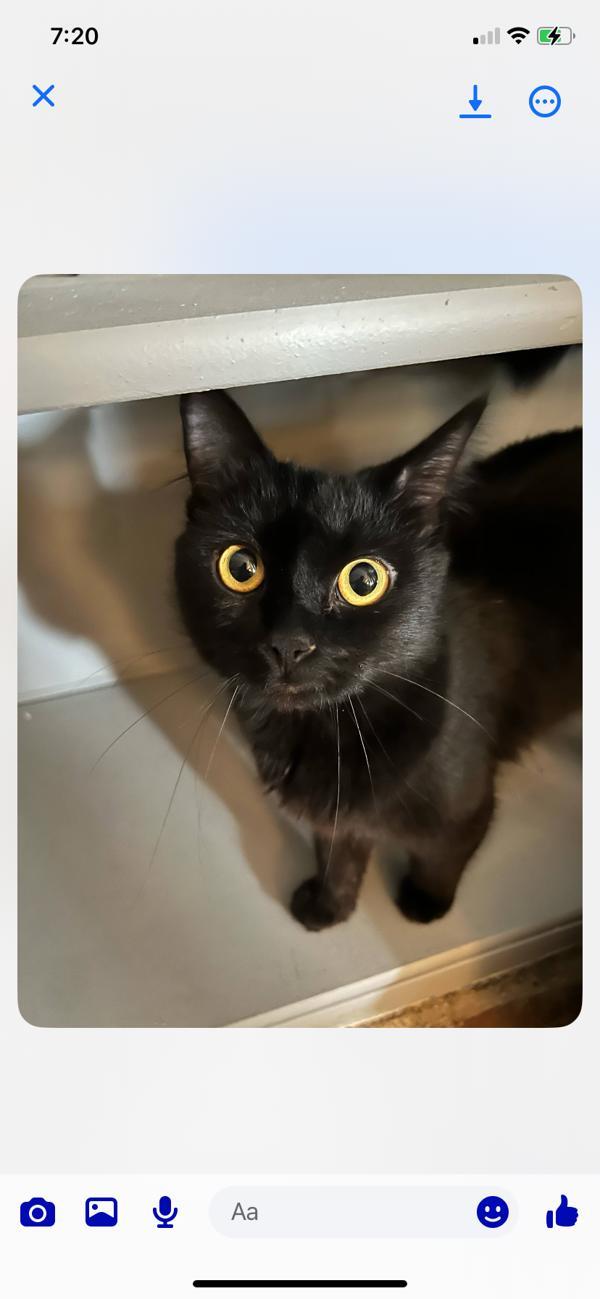 Mama Do-Si-Do, an adoptable Domestic Short Hair in Spokane Valley, WA, 99212 | Photo Image 2