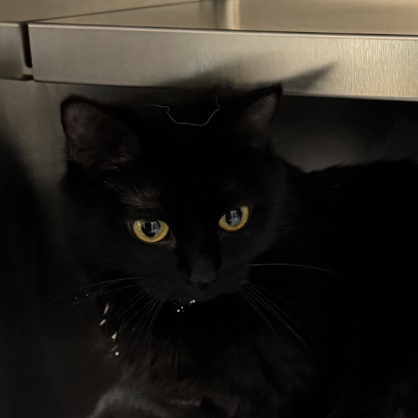 Mama Do-Si-Do, an adoptable Domestic Short Hair in Spokane Valley, WA, 99212 | Photo Image 3