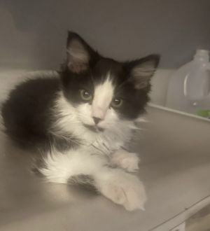 Primary Color Tuxedo Weight 625lbs Age 0yrs 0mths 12wks Animal has been Neutered
