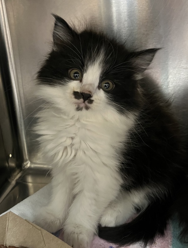 Tagalong, an adoptable Domestic Medium Hair in Spokane Valley, WA, 99212 | Photo Image 2