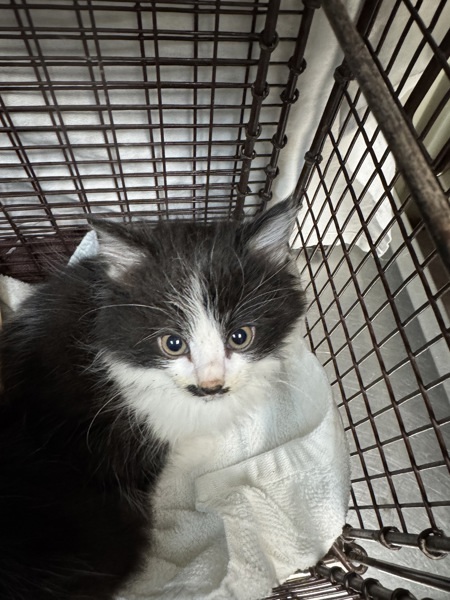 Tagalong, an adoptable Domestic Medium Hair in Spokane Valley, WA, 99212 | Photo Image 3