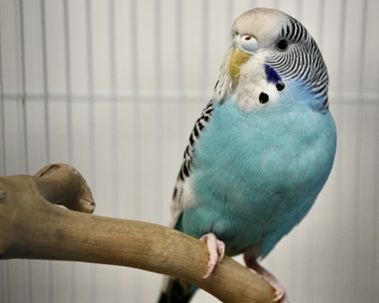 INDIGO