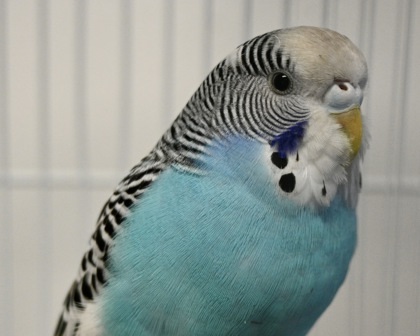 INDIGO