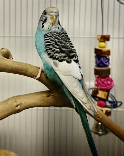 INDIGO