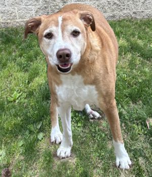 Nala, Adult Female Retriever