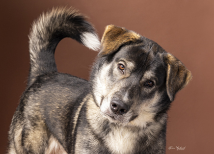 Makoons, an adoptable Siberian Husky, Mixed Breed in Rhinelander, WI, 54501 | Photo Image 1