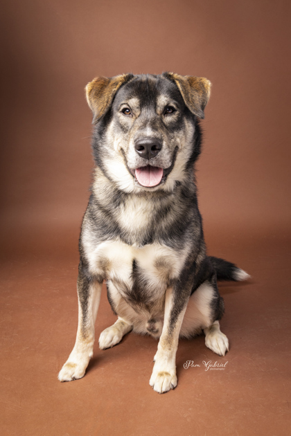 Makoons, an adoptable Siberian Husky, Mixed Breed in Rhinelander, WI, 54501 | Photo Image 2
