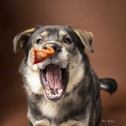 Makoons, an adoptable Siberian Husky, Mixed Breed in Rhinelander, WI, 54501 | Photo Image 3