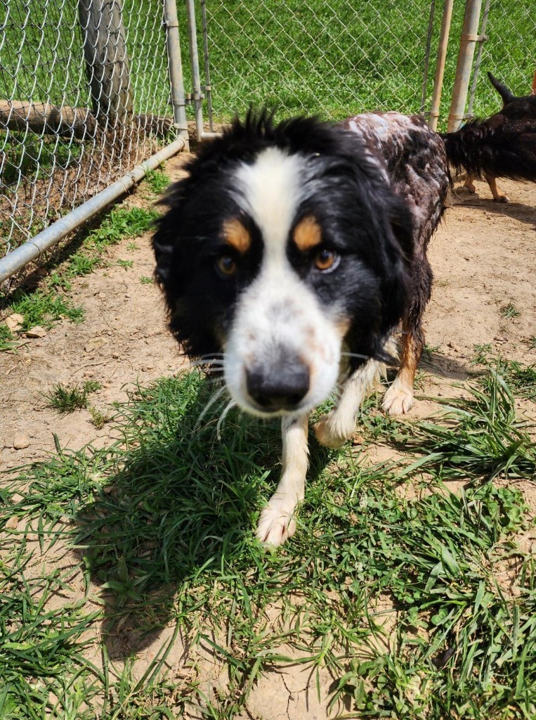 Toby-Adoptable Awaiting S/N