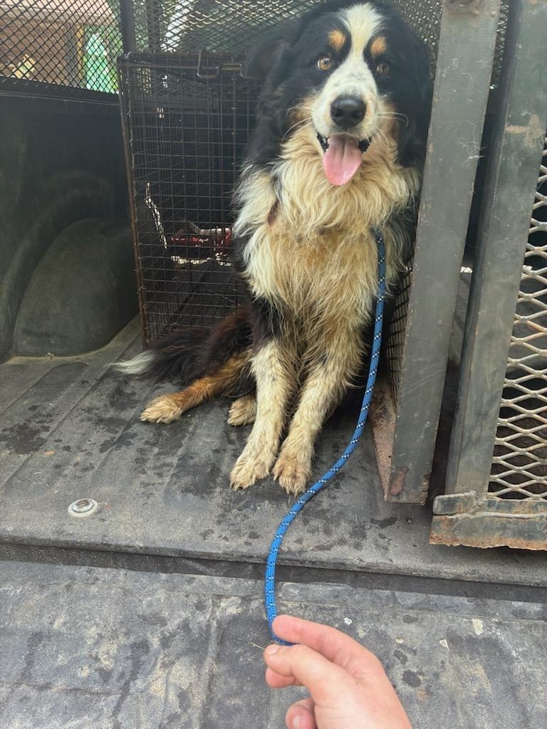 Toby-Adoptable Awaiting S/N