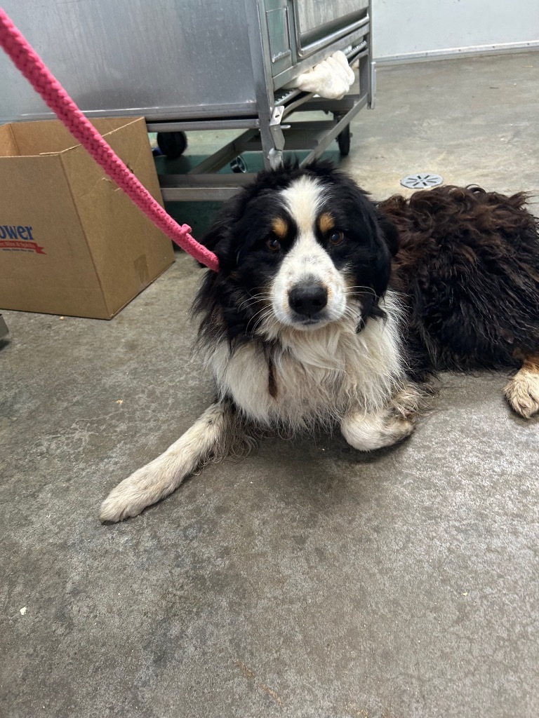 Toby-Adoptable Awaiting S/N