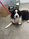 Toby-Adoptable Awaiting S/N photo 3