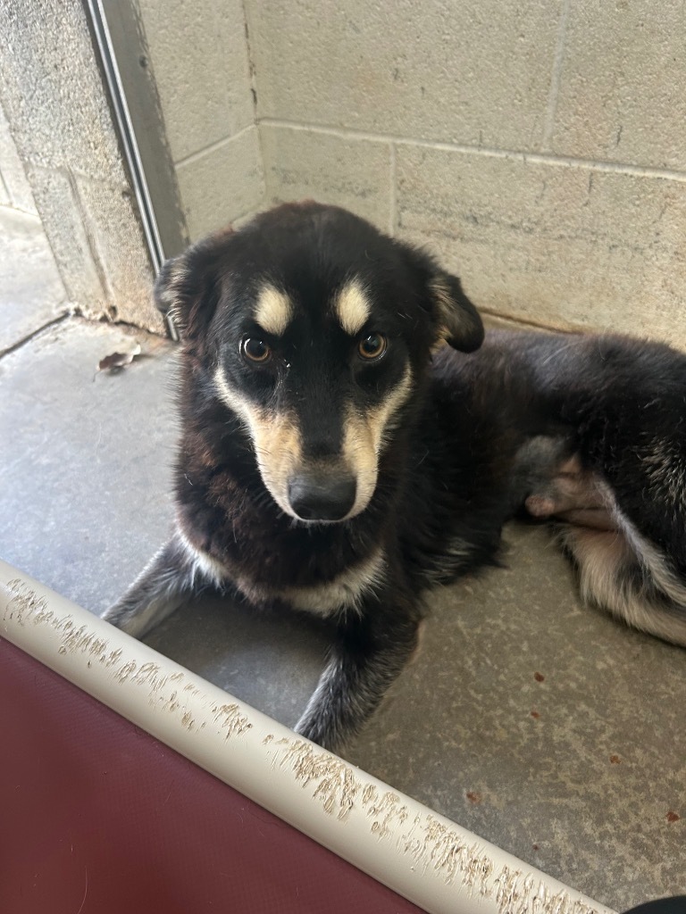 Trudy-Adoptable