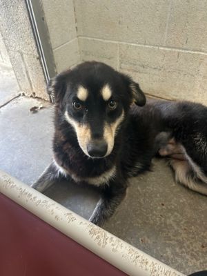 Trudy-Adoptable, Young Female Mixed Breed