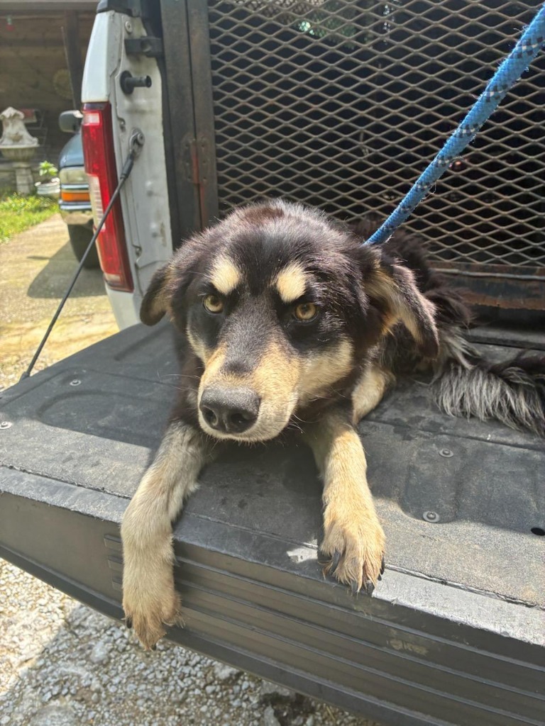 Trudy-Adoptable