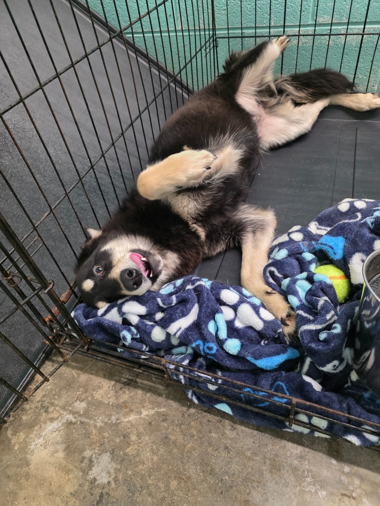 Trudy-Adoptable