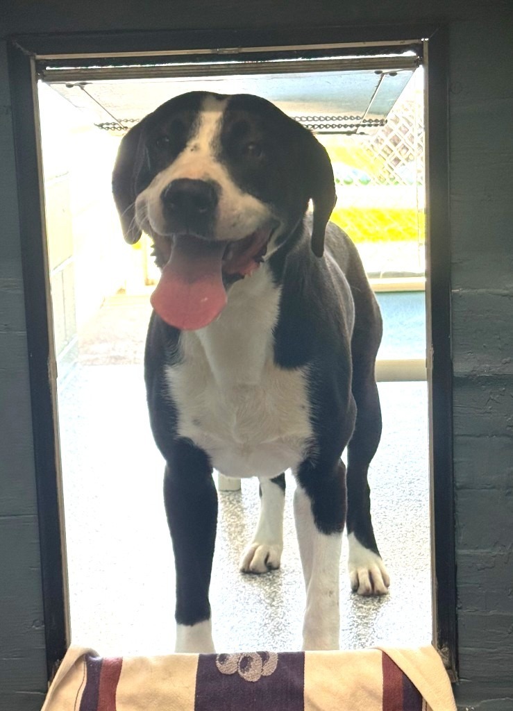 Mojo