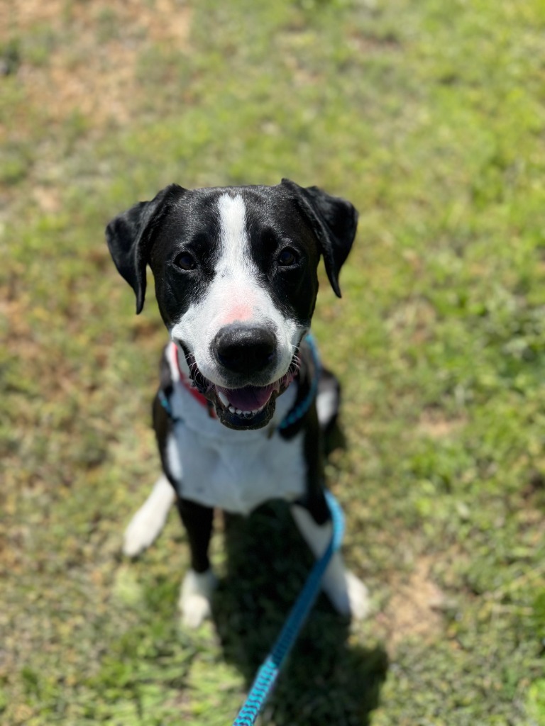 Mojo