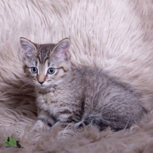 Moana, Baby Female Domestic Short Hair