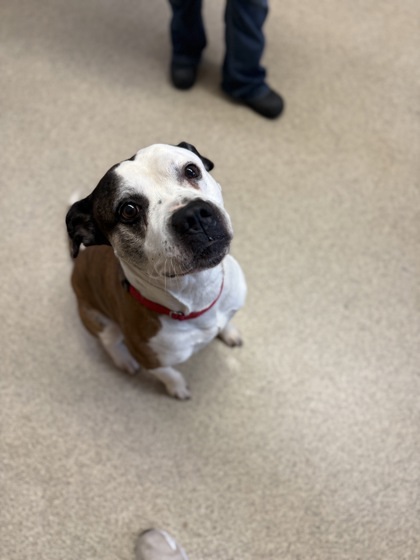 Gator, an adoptable Pit Bull Terrier, Mixed Breed in Harbor Springs, MI, 49740 | Photo Image 1