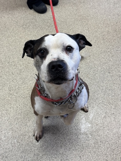 Gator, an adoptable Pit Bull Terrier, Mixed Breed in Harbor Springs, MI, 49740 | Photo Image 2