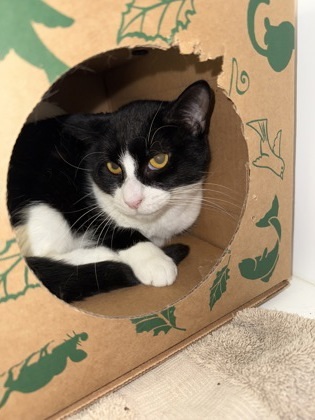 Opey, an adoptable Domestic Short Hair in Harbor Springs, MI, 49740 | Photo Image 1