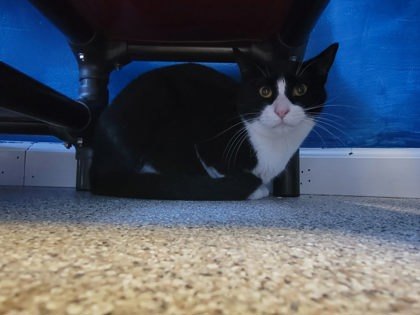 Opey, an adoptable Domestic Short Hair in Harbor Springs, MI, 49740 | Photo Image 2
